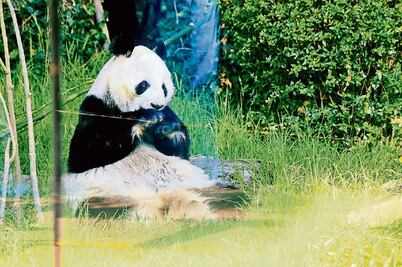 Premian labor de conservación del panda 