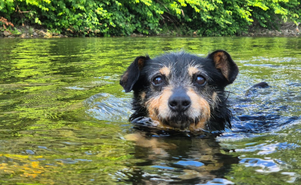 Protege a tu lomito del calor con estos tips. Foto: Canva