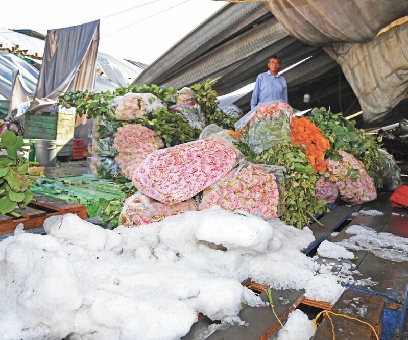 Locatarios de flores y hortalizas de la Central de Abasto entraron a las naves con el techo colapsado para rescatar su mercancía. Foto: ARMANDO MARTÍNEZ. EL UNIVERSAL