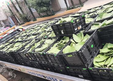 Recuperan toneladas de nopal robado en Los Reyes la Paz