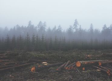 Líderes mundiales se comprometerán a revertir deforestación en 2030