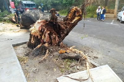 Piden a la Sedema revisar árboles en riesgo de caer