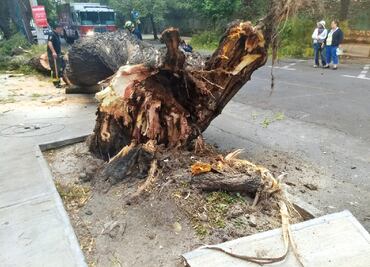 Piden a la Sedema revisar árboles en riesgo de caer