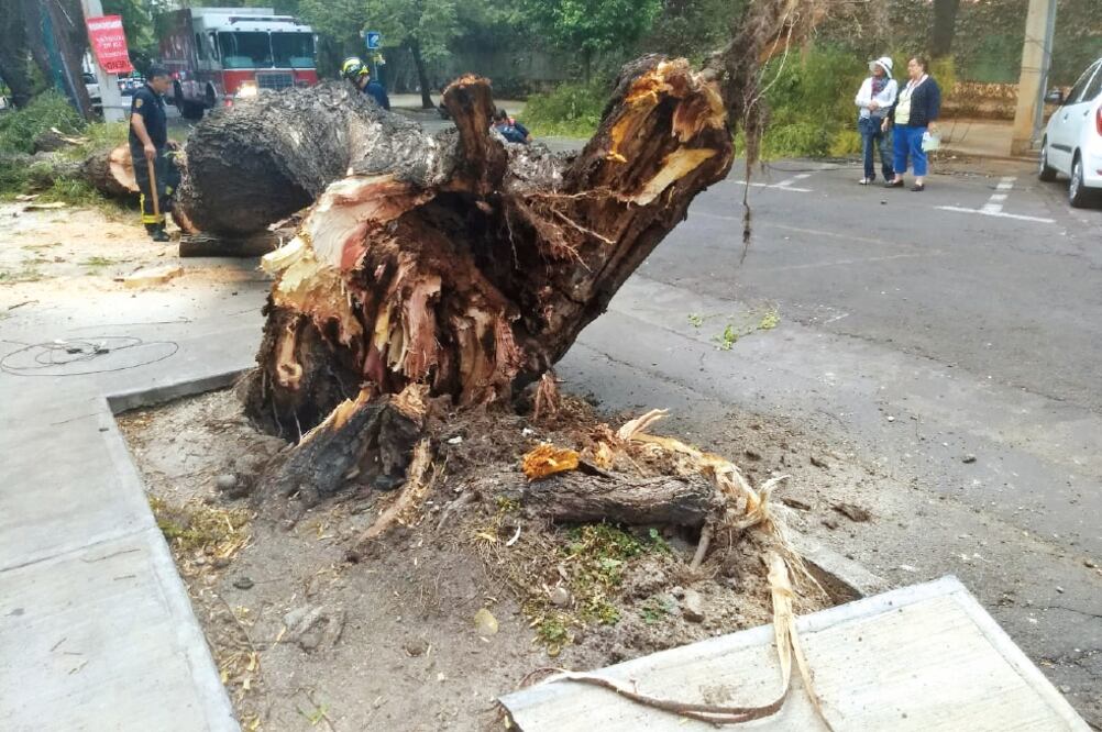 Petición. Colonos afirman que desde hace dos años pidieron apoyo para retirar los árboles en riesgo de caer en Altata (DIANA VILLAVICENCIO. EL UNIVERSAL)