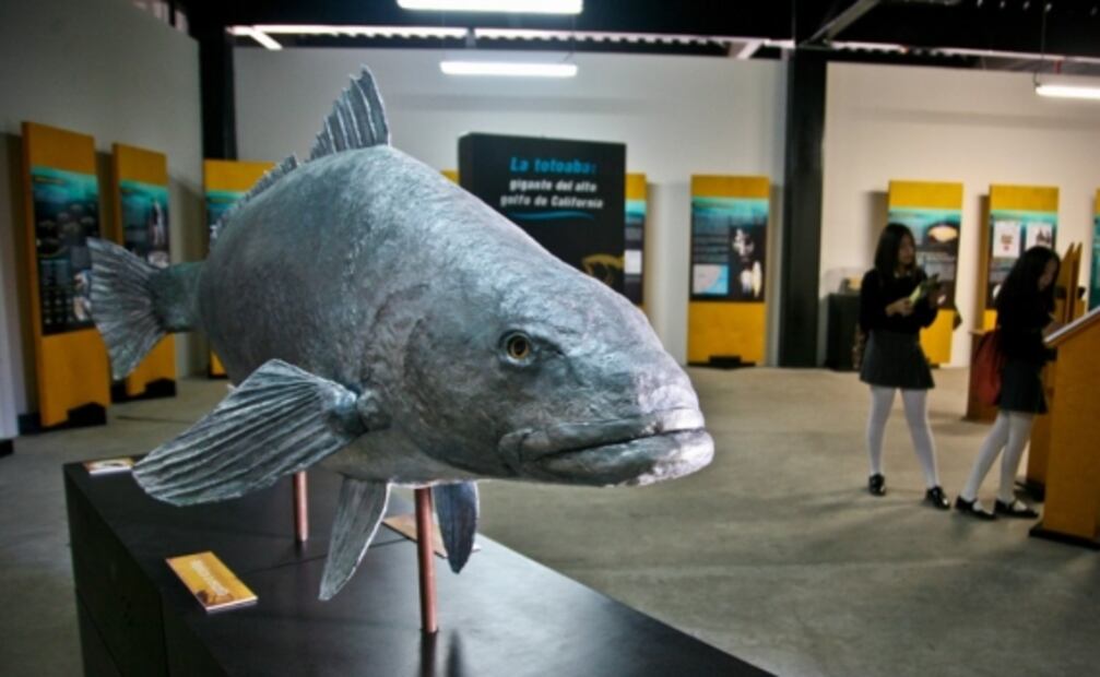 Aprende en Casa II de la SEP: ¿Qué son las especies endémicas?