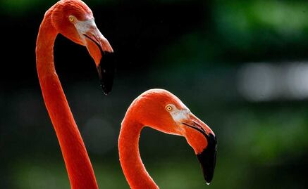 Minería de litio y calentamiento global propician disminución de flamencos 