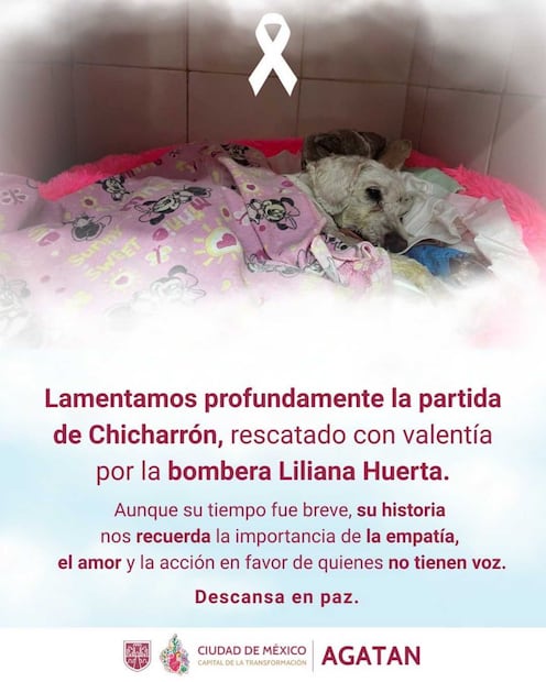 Muere "Chicharrón", el perrito rescatado de accidente vial en Navidad (05/01/2026). Foto: Especial