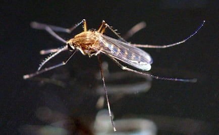 Van 3 mil 306 infectados de chikungunya