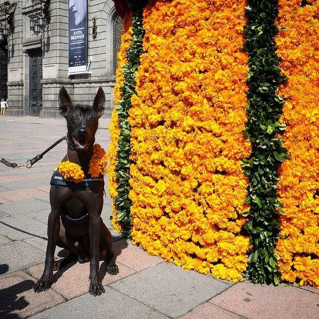 Foto: Twitter @Claudiashein