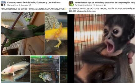 ¿Qué hacer si ves venta ilegal de animales en redes sociales?; aquí una guía para denunciar tráfico de especies en línea