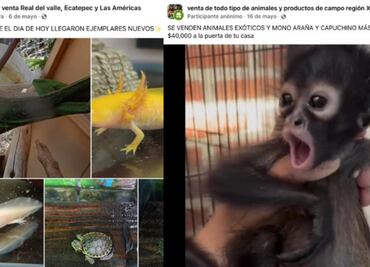 ¿Qué hacer si ves venta ilegal de animales en redes sociales?; aquí una guía para denunciar tráfico de especies en línea