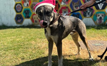 Perritos del Centro de Transferencia Canina del Metro reciben donaciones; 55 lomitos viven en el lugar