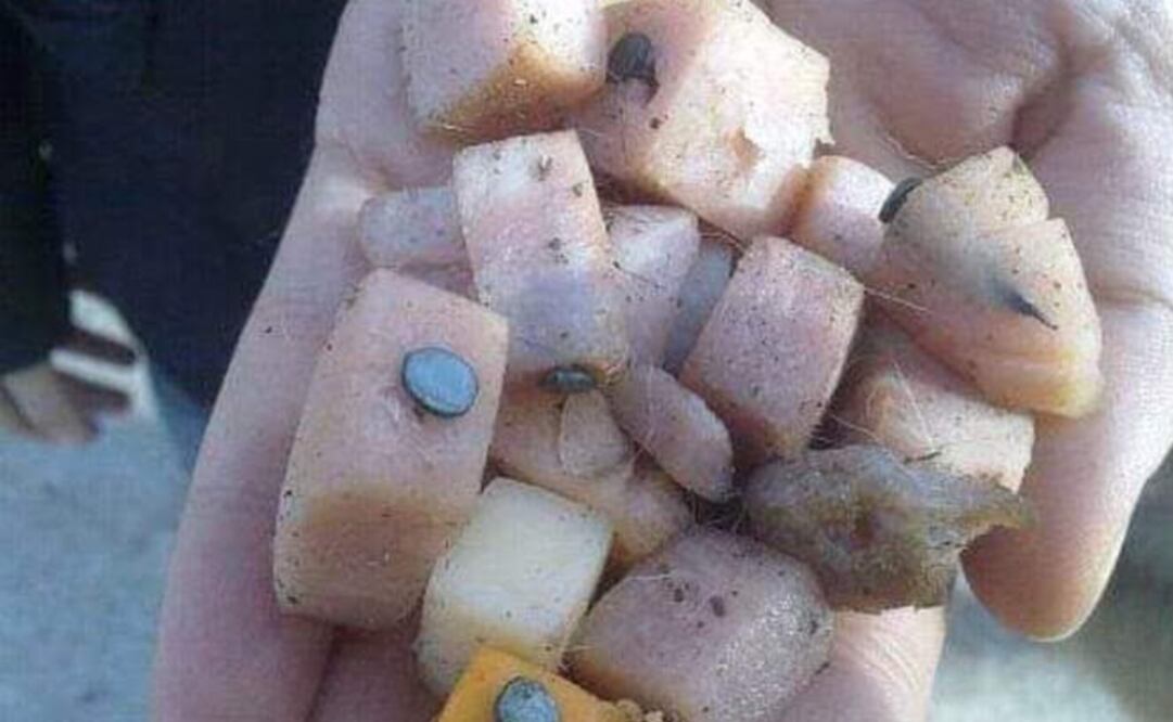 Hallan carne con clavos; acusan que buscan matar a perros