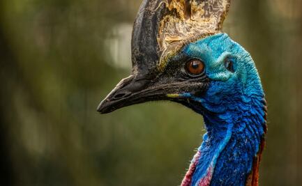 5 animales raros y letales que habitan en Australia 