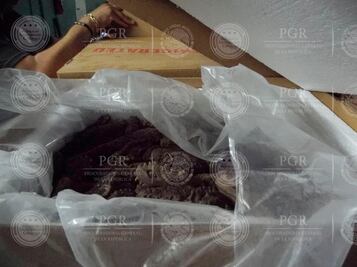 PGR decomisa el cargamento más grande de pepino de mar en lo que va del año
