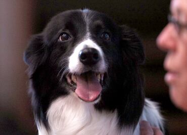 Llegarán perros de búsqueda de Canadá a México
