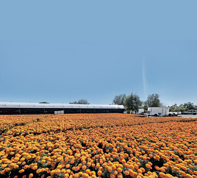 En el vivero Coplant, con más de 25 años de existencia en Ciudad Juárez, se produjeron este año más de 22 mil plantas de cempasúchil en maceta. Foto: Paola Gamboa | El Universal