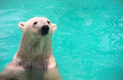 Piden no trasladar a Reino Unido a osa polar Yupik