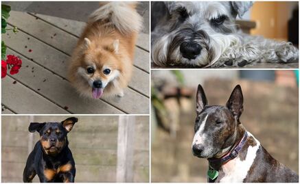 Entérate. Las 5 razas de perros más robadas en la CDMX