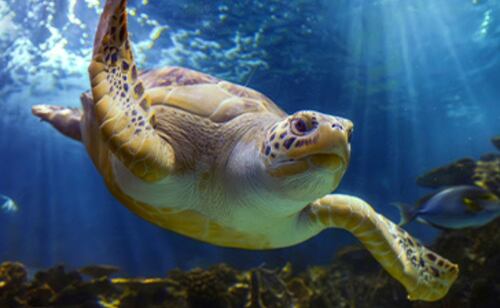 Este recorrido con sirenas y tritones te lleva a un mundo de fantasía bajo el agua. Foto: Acuario Inbursa