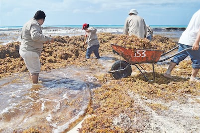 Gobierno de Quintana Roo gastó 322.5 mdp en retiro de sargazo en 2018