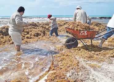 Gobierno de Quintana Roo gastó 322.5 mdp en retiro de sargazo en 2018