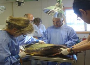 Reforzará Profepa vigilancia tras muerte de tres vaquitas