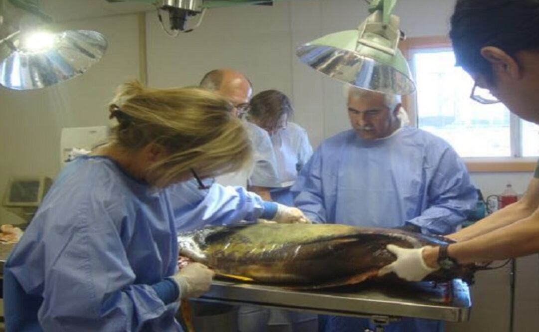 Profepa encargó a expertos del Marine Mammal Center y del Instituto Nacional de Ecología y Cambio Climático las necropcias de los tres ejemplares. /Especial