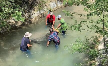 Capturan cocodrilo en río de Nuevo León