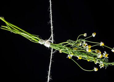 La hierba ancestral que ayuda a regenerar la piel; otorga efecto antiinflamatorio