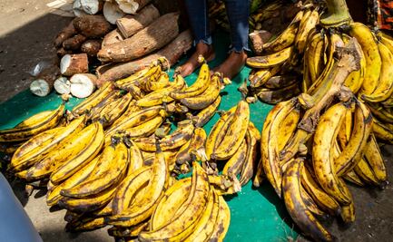 Estos son los beneficios de consumir plátano macho