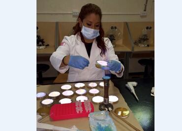 Científicos crean gomitas dulces para prevenir caries