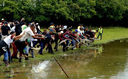 Venezuela libera 136 caimanes en "peligro crítico de extinción" a través de un plan de conservación