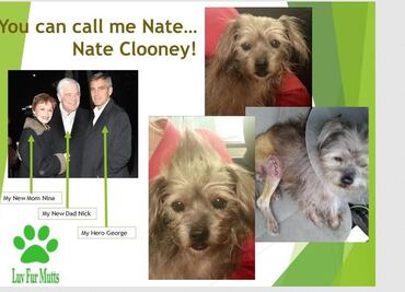 George Clooney rescata a perro discapacitado