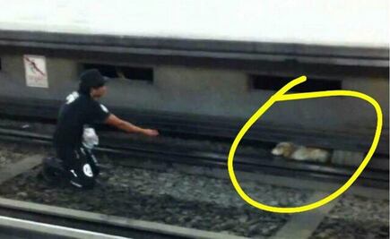 Metro service temporarily suspended after dog runs onto tracks