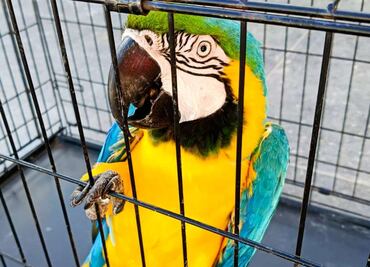 FGR entrega a Profepa siete guacamayas y loros cabeza amarilla en Tabasco; son especies en peligro de extinción