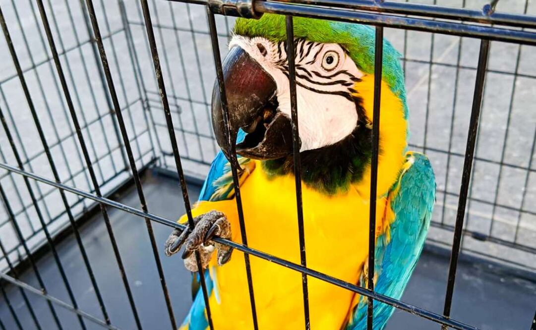 FGR entrega a Profepa dos guacamayas verdes, tres loros cabeza amarilla y una guacamaya azul dorada en Tabasco. Foto: Profepa