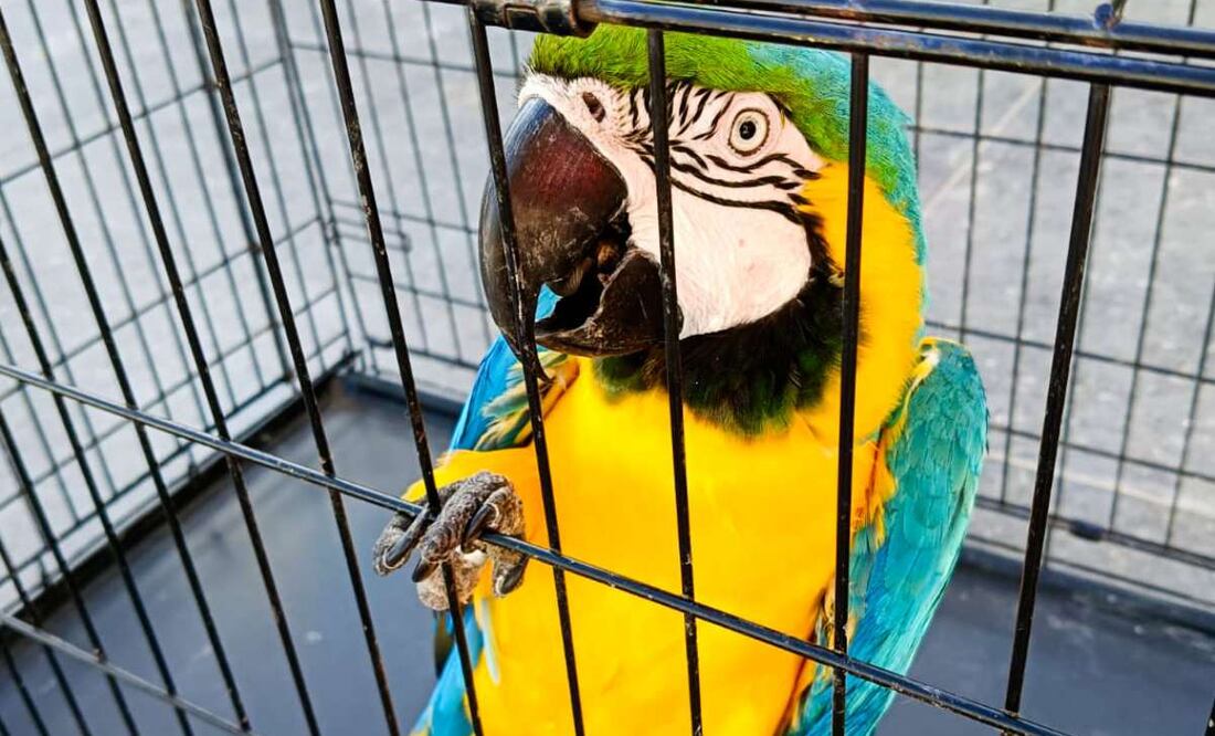 FGR entrega a Profepa dos guacamayas verdes, tres loros cabeza amarilla y una guacamaya azul dorada en Tabasco. Foto: Profepa