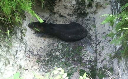 Cae tapir a fosa en QRoo; es una especie en peligro de extinción