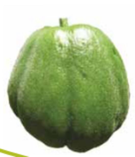 Foto: Grupo Interdisciplinario de Investigación
en Sechium edule en México, A.C.