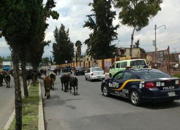 Policía capitalina recupera 45 vacas de calles de Tláhuac
