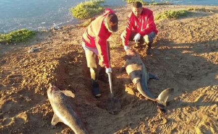 Profepa rescata 7 delfines varados en BCS