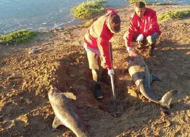 Profepa rescata 7 delfines varados en BCS