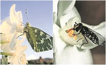 La importancia de los insectos polinizadores