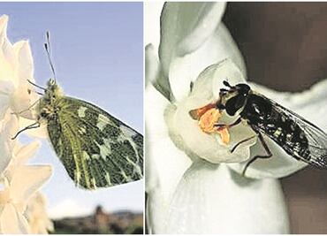 La importancia de los insectos polinizadores