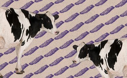 Regresa el gusano barrenador; el parásito que reabre heridas entre México y EU 🪱