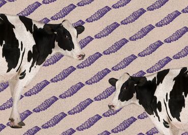 Regresa el gusano barrenador; el parásito que reabre heridas entre México y EU 🪱