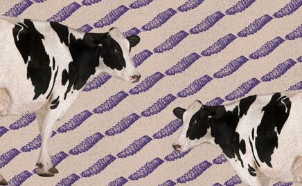 Regresa el gusano barrenador; el parásito que reabre heridas entre México y EU 🪱