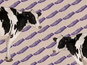 Regresa el gusano barrenador; el parásito que reabre heridas entre México y EU 🪱