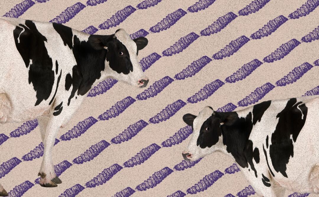 Según la doctora Yazmín Alcalá Canto, el "platillo favorito" del gusano barrenador son los bovinos. Ilustración: Angélica Vázquez.